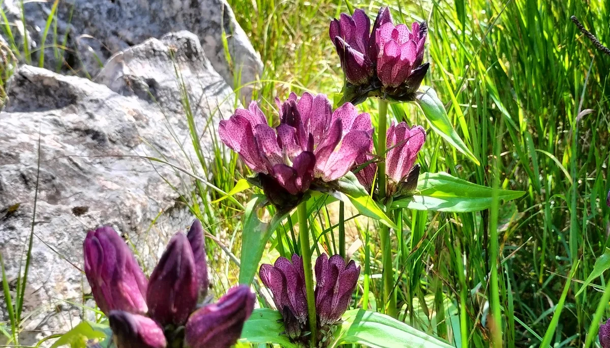 Gugel | © DAV Laufen