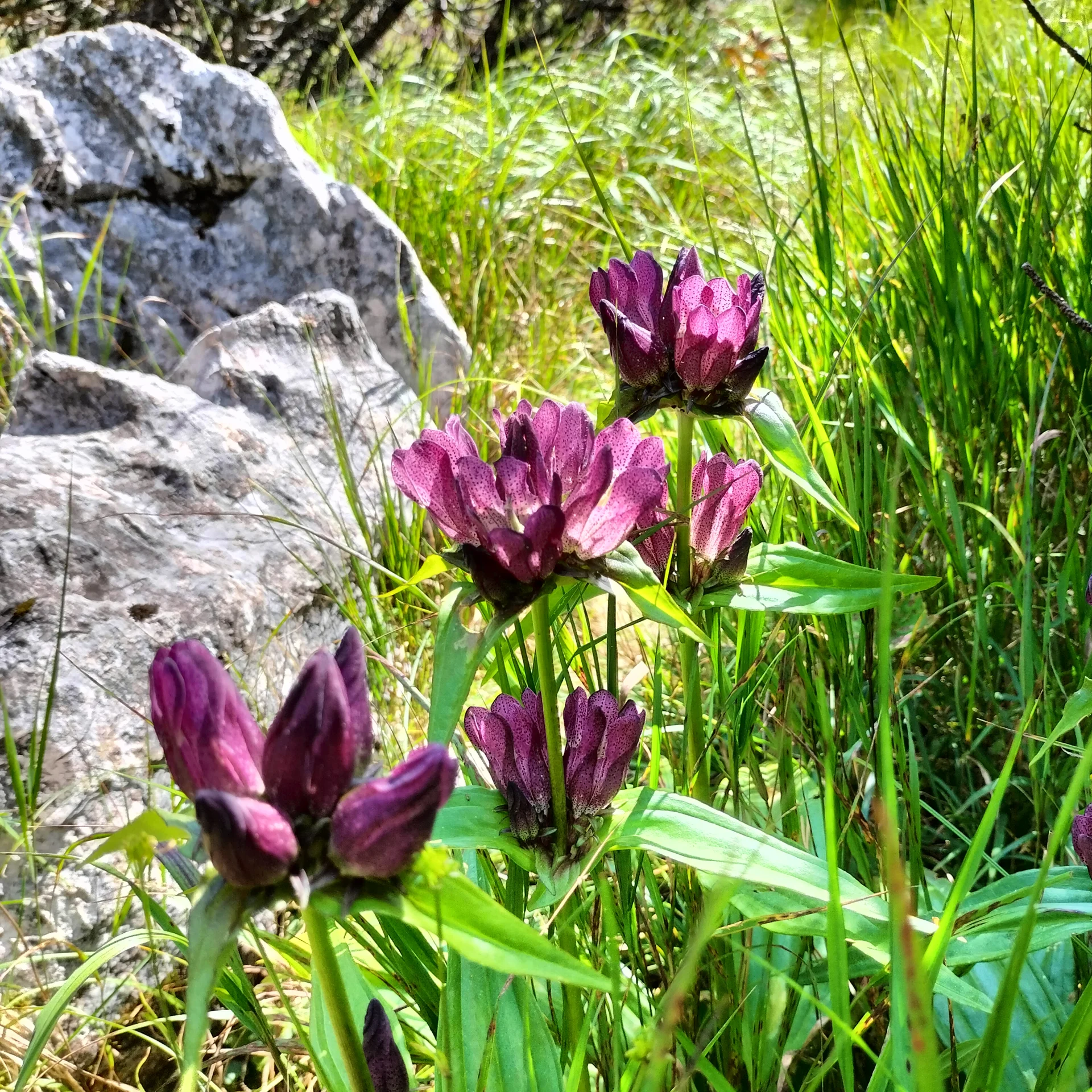 Gugel | © DAV Laufen