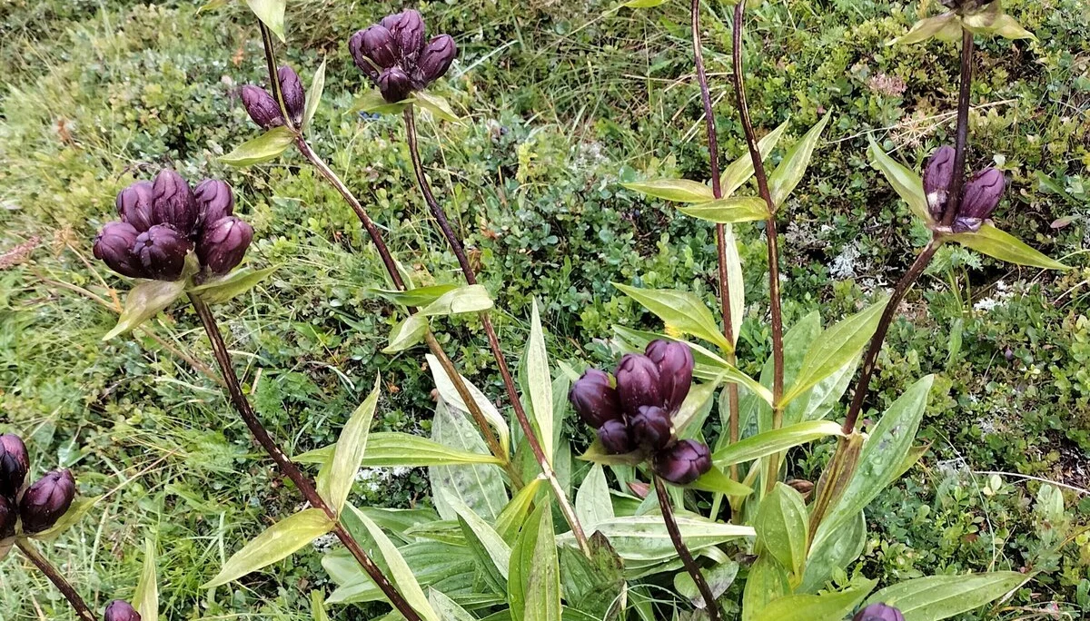 Verwall | © DAV Laufen