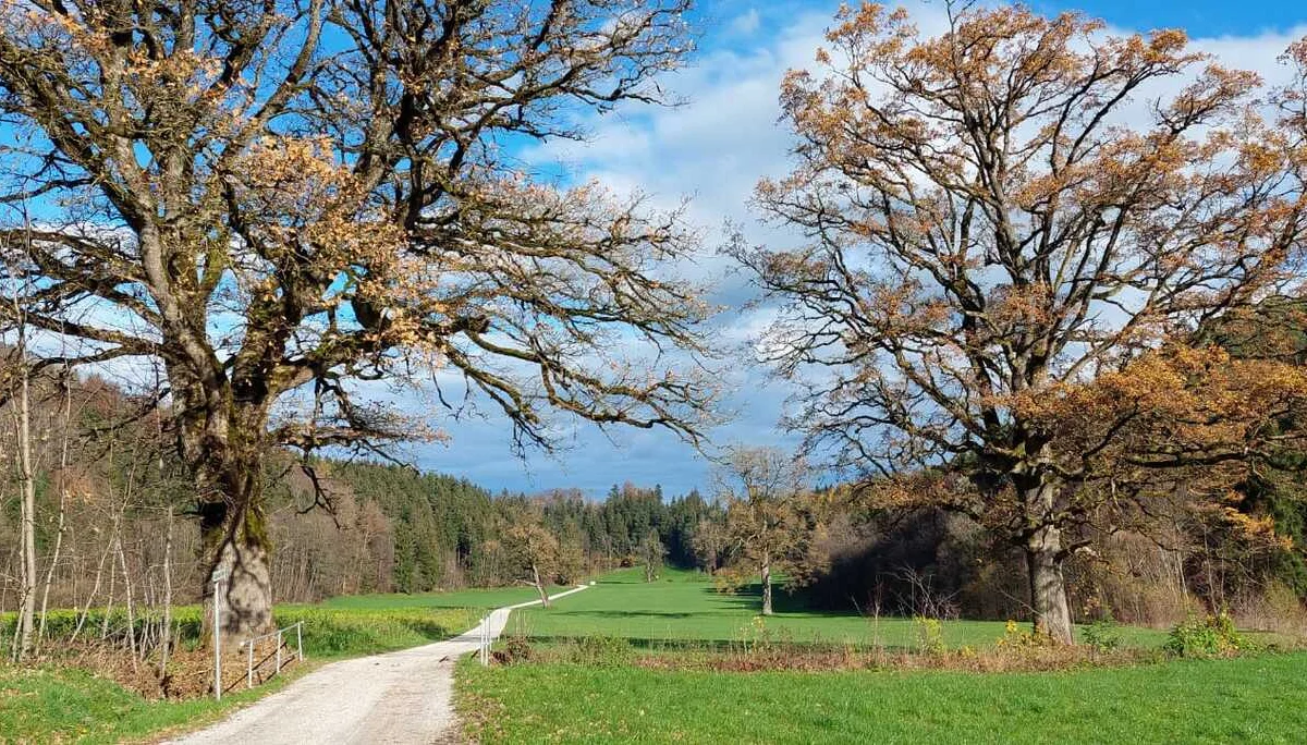 Durch Wald und Wiese von Höglwörth nach Teisendorf und retour | © DAV Laufen