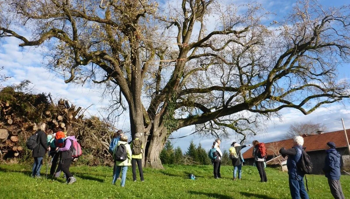 Durch Wald und Wiese von Höglwörth nach Teisendorf und retour | © DAV Laufen