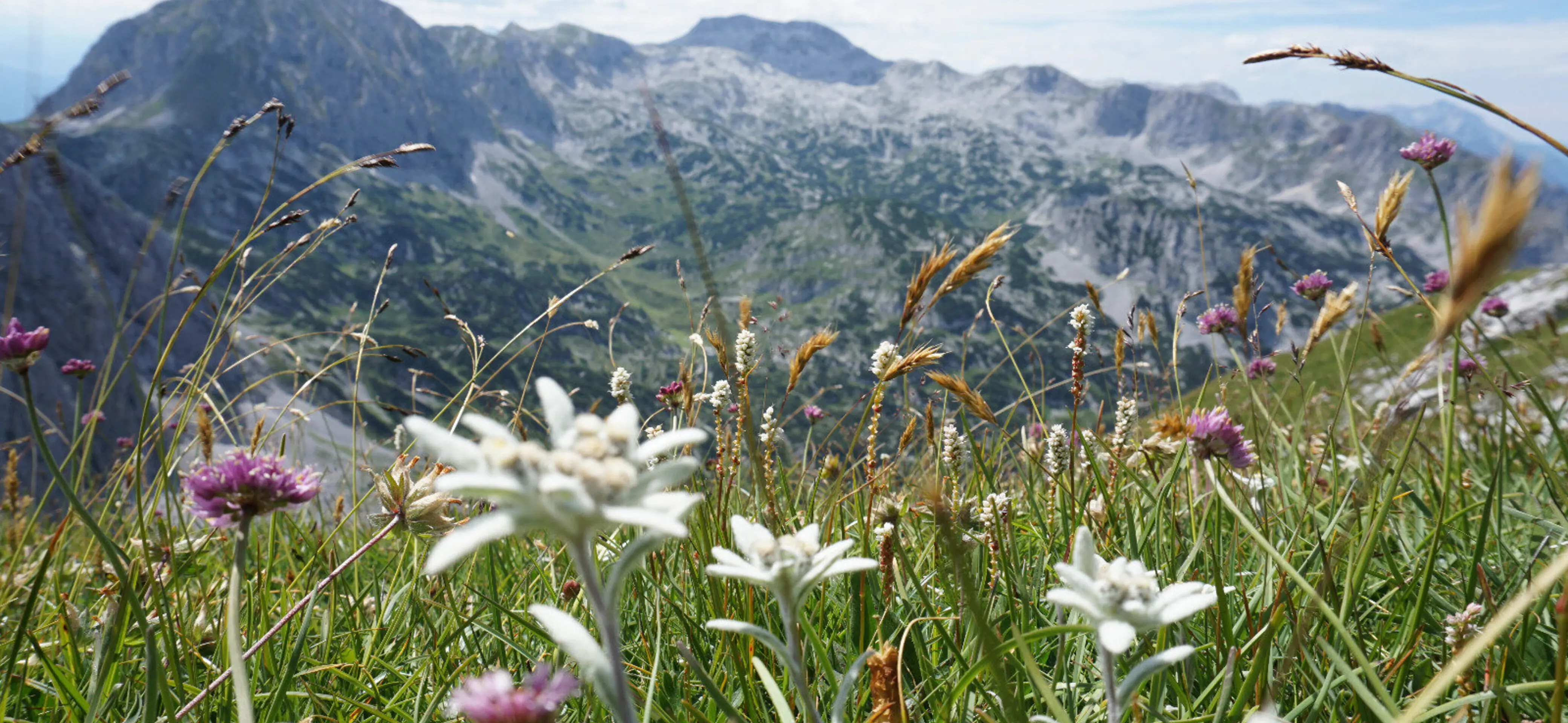 Laufener Hütte in Abtenau, Salzburg