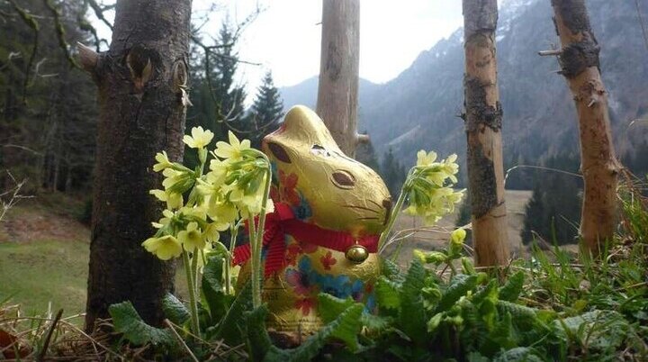 Hase | © DAV Laufen